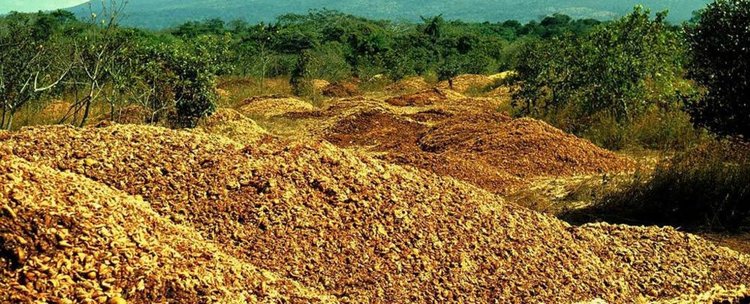 Портокалови обелки превърнаха запустял район в гъста гора 