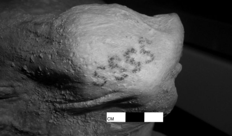 Случайно откриха най-старите татуировки в света