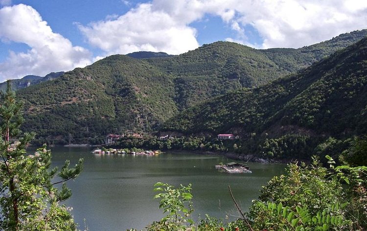 Голямата сеч край Михалково дело на дървената мафия, щетите са в хиляди левове