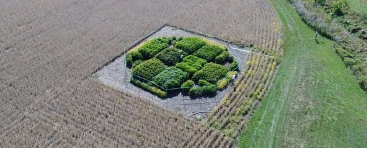 Учени отстраниха дефект във фотосинтезата, ускорявайки растежа на растенията с  40%