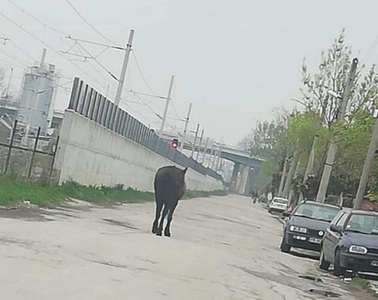 Свободно движещи се коне затрудняват движението в Първомай
