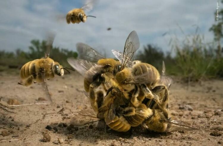 Голямото жужене спечели голямата награда в конкурса „Фотограф на годината на дивата природа“