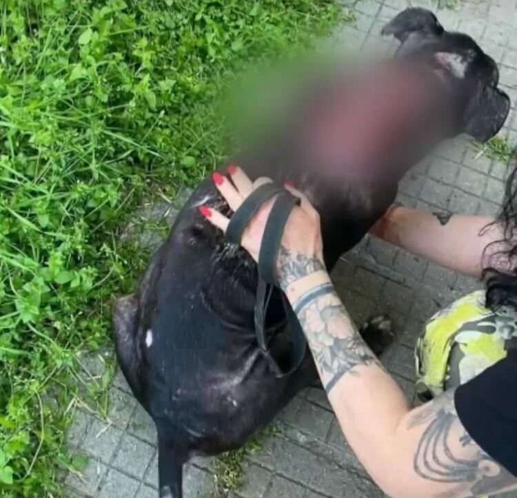 Мъж преби кучето си на улицата, има съмнение и за сексуално насилие над животното