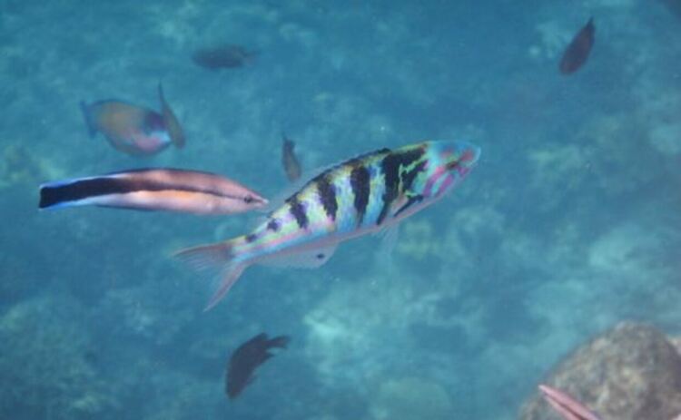 Фазата на Луната влияе върху пола на новородените рибки