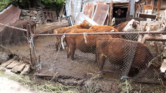 "Лагер на смъртта" на Каптажа: Стадо телета от глад се хранят със собствените си фекалии, животните тънат в нечисттотии и мизерия. Умират бавно и мъчително 